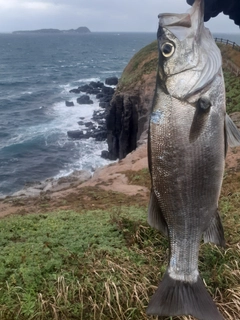 ヒラスズキの釣果