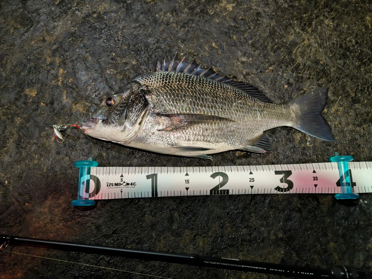 DAIWA 20タトゥーラ SV TW 103XHの最安値・インプレ・釣果 | 本音の