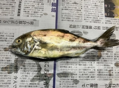 アイブリの釣果