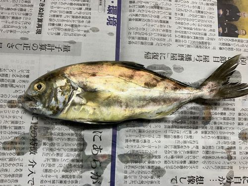 No Bite, No Fish さんの釣り人プロフィール - アングラーズ | 釣果600