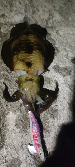 アオリイカの釣果