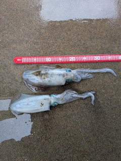 アオリイカの釣果