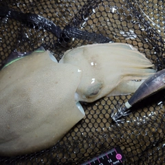 コウイカの釣果