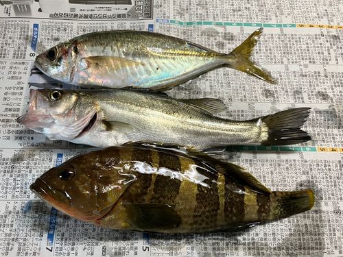 No Bite, No Fish さんの釣り人プロフィール - アングラーズ | 釣果600