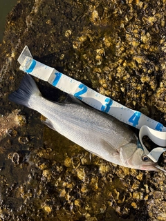 ヒラスズキの釣果