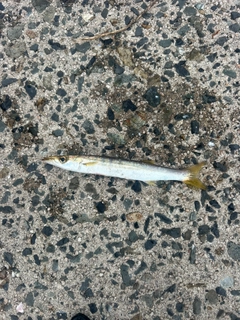 カマスの釣果