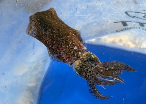 ニワカ釣り師 さんの釣り人プロフィール - アングラーズ | 釣果600万件