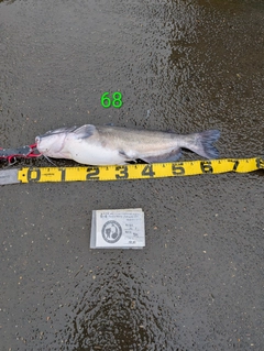 アメリカナマズの釣果