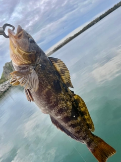 アイナメの釣果