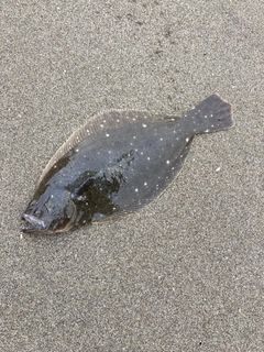 ヒラメの釣果