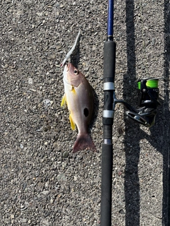 クロホシフエダイの釣果