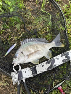 キビレの釣果