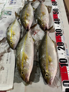 ネリゴの釣果