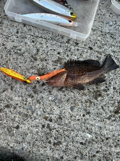 オオモンハタの釣果