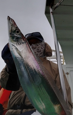 タチウオの釣果
