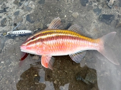 ヒメジの釣果