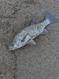 セイゴ（ヒラスズキ）の釣果
