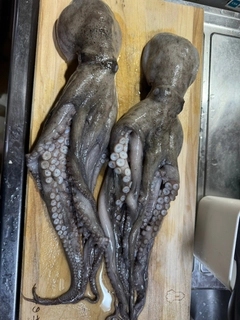 マダコの釣果