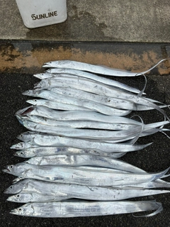 タチウオの釣果