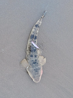 マゴチの釣果