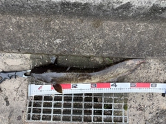 ニホンナマズの釣果