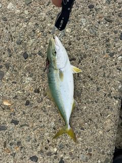 イナダの釣果
