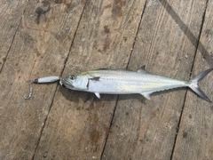サゴシの釣果