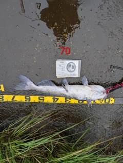 アメリカナマズの釣果