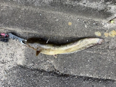 ニホンナマズの釣果
