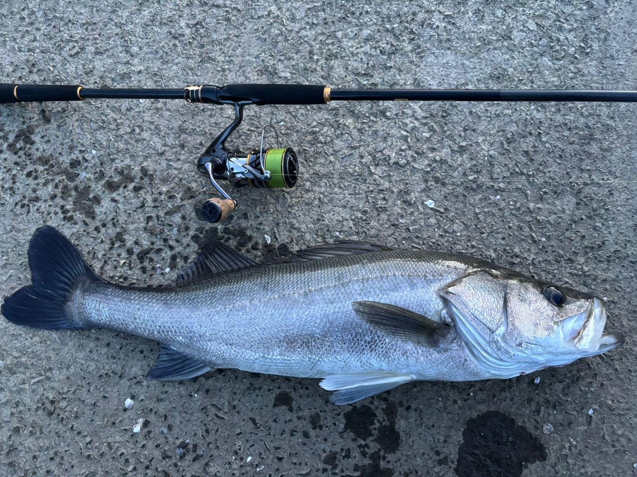 SHIMANO 20ツインパワー 4000MHGの最安値・インプレ・釣果 | 本音の