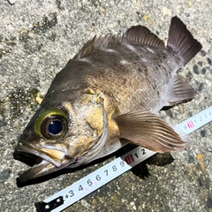 メバルの釣果