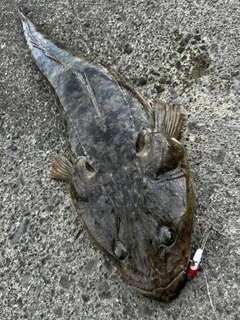 マゴチの釣果