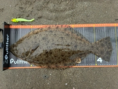ヒラメの釣果