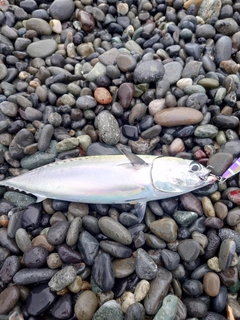 マルソウダの釣果