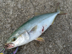 ツバスの釣果