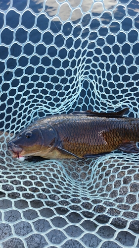 コイの釣果