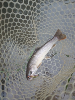 イワナの釣果