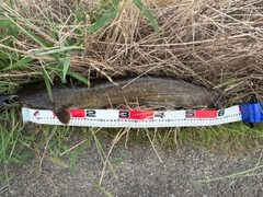 ニホンナマズの釣果