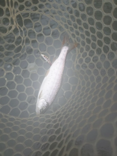 ヤマメの釣果