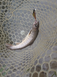 カワサバの釣果