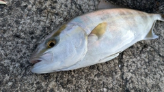 ネリゴの釣果