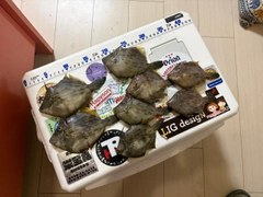 カワハギの釣果