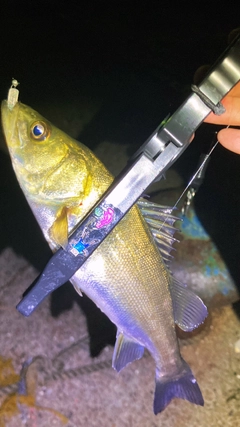 セイゴ（タイリクスズキ）の釣果