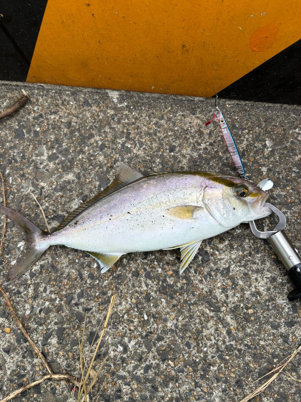 SHIMANO 19ソルティーアドバンス SEABASS S96MLの最安値・インプレ