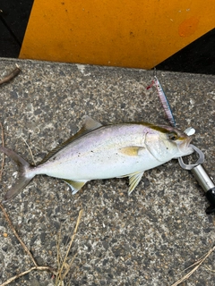 ネリゴの釣果