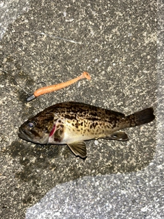 クロソイの釣果