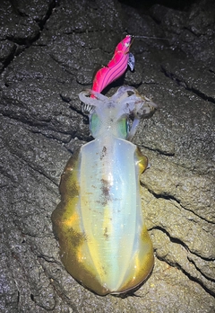 アオリイカの釣果
