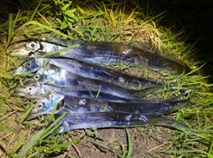 タチウオの釣果