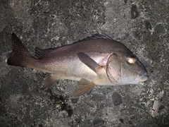 コロダイの釣果