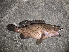 ノミノクチの釣果